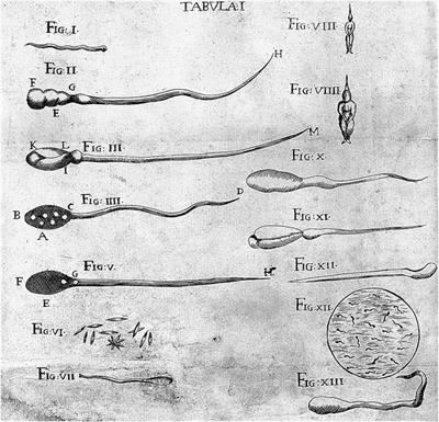 Chip Off the Old Block: Generation, Development, and Ancestral Concepts of Heredity